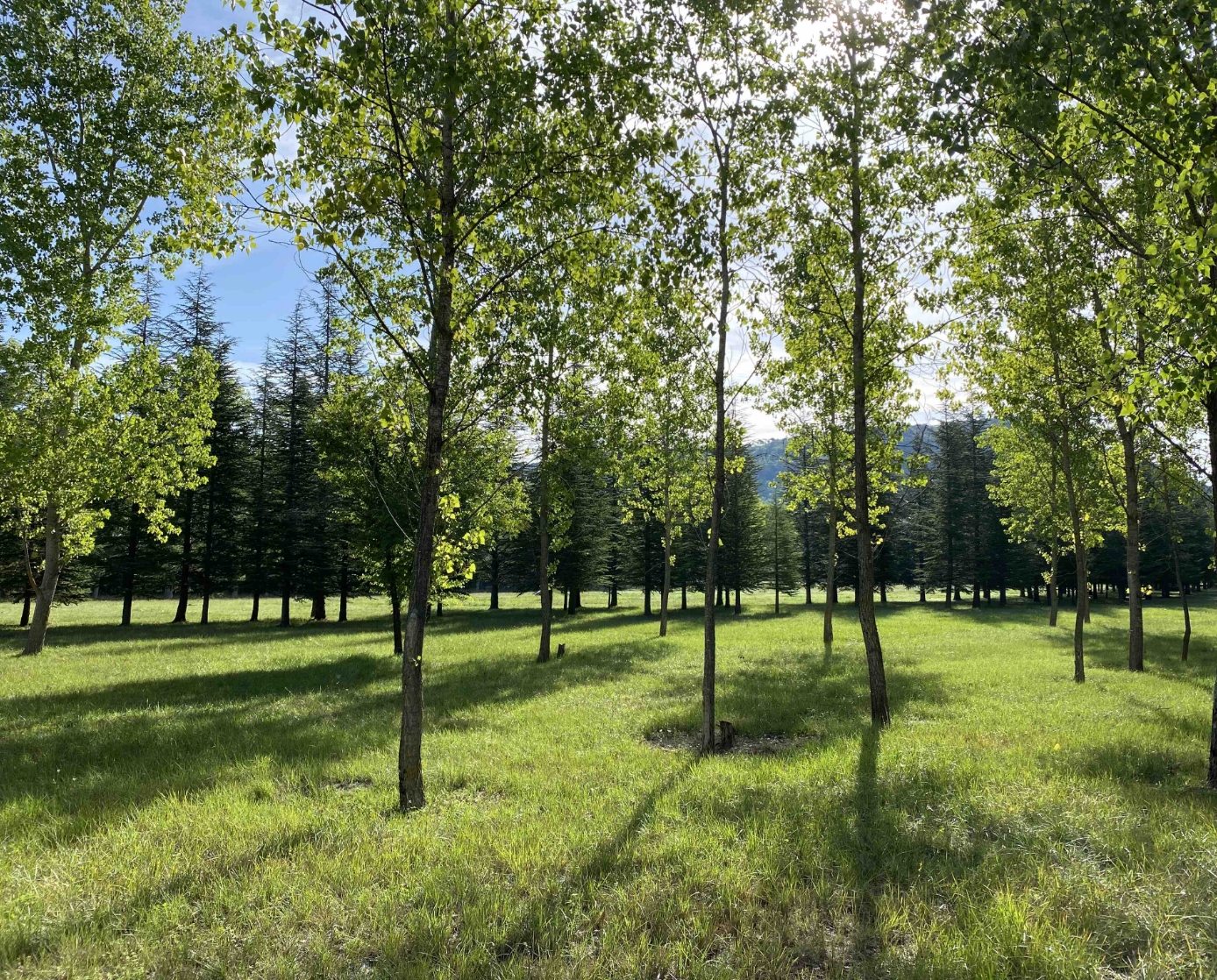 Domaine de la réparade découvrez la nature autrement au coeur du parc Aoubre avec une balade dans les arbres